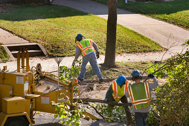 Best Palm Tree Trimming  in Barstow, CA