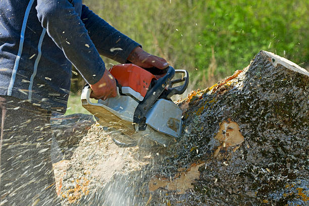 How Our Tree Care Process Works  in  Barstow, CA